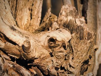 Close-up of tree trunk