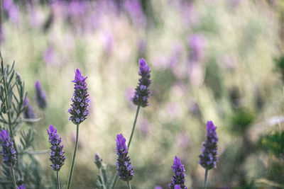 Close-up of purple flowering plants on field