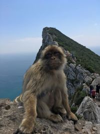 Monkey sitting on rock against sky