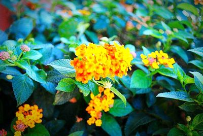 Close-up of yellow flower