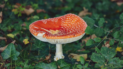 Close-up of fly agaric mushroom on field