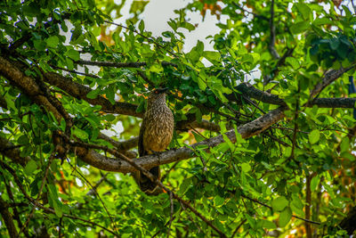 Low angle view of bird perching on tree