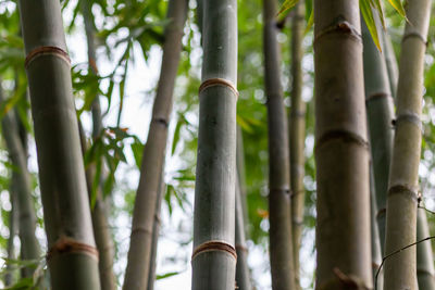 Close-up of bamboo trees in forest