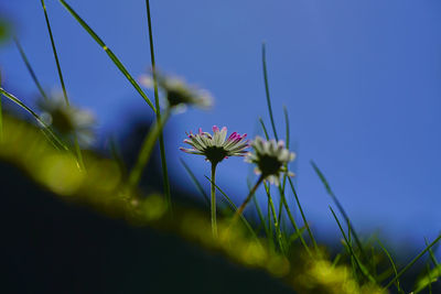 Close-up of purple flowering plant on field against blue sky