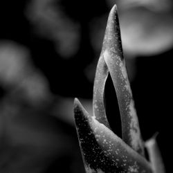 Close-up of succulent plant