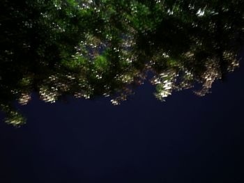Trees against sky at night