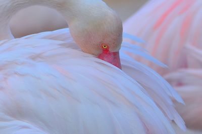 Close-up of swan