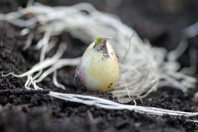 Close-up of garlic growing on field