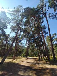 Low angle view of trees in forest against sky
