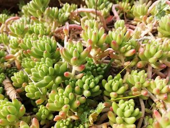 High angle view of fruits growing on plant