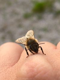 Close-up of insect on hand