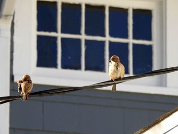 Close-up of birds perching on cable