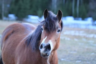 Portrait of horse standing on field