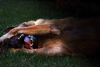 Close-up of cat lying on grass