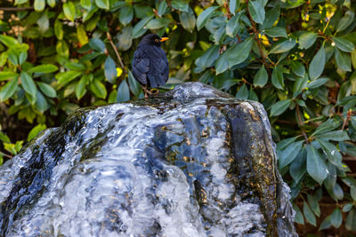 Low angle view of bird perching on wood