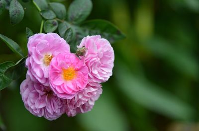 Close-up of pink rose