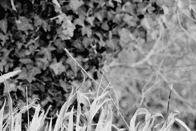 Close-up of plant growing on field