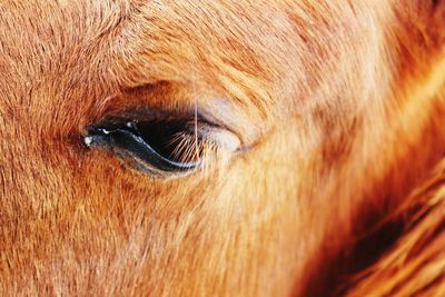 Close-up of animal eye