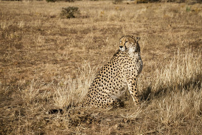 View of a cat on field