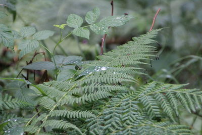 Close-up of wet plants