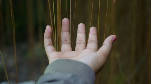Cropped hand of woman reaching plants
