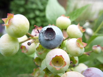 Close-up of apples on tree