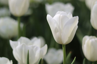 Close-up of white flowering plants in park