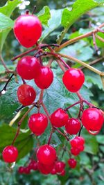 Close-up of red berries growing on tree