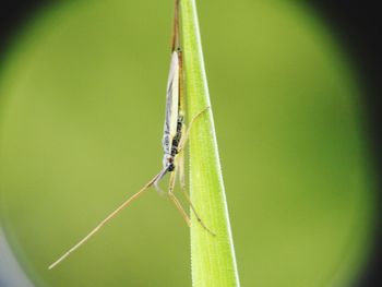 Close-up of insect on leaf