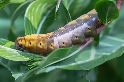 Close-up of insect on leaves