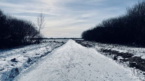 Road amidst snow covered plants against sky