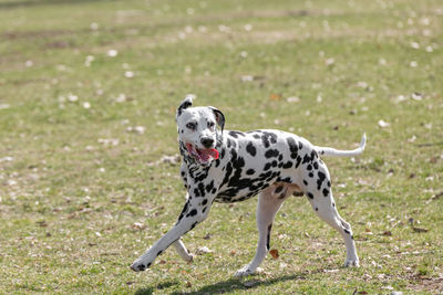 Close-up of a dog on field