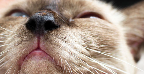 Close-up of dog sleeping