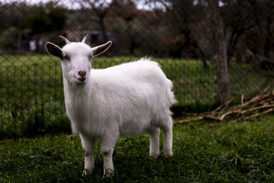 Goat standing on field