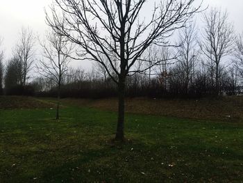 Trees on field against sky