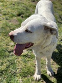 Close-up of dog 