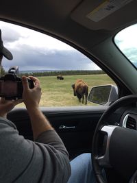 Man photographing bison in field from his car