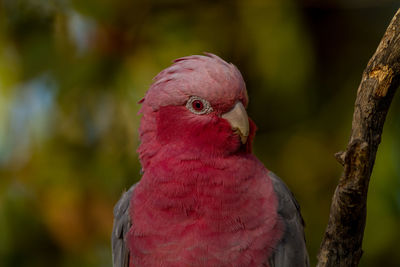 Close-up of a parrot