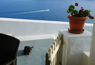 Santorini cat