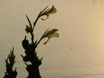 Close-up of plant against sky at sunset