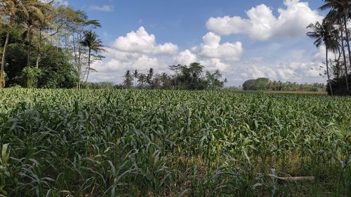 Scenic view of agricultural field against sky