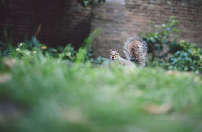 Close-up of squirrel on grass