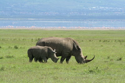 Rhinoceros grazing on grassy field