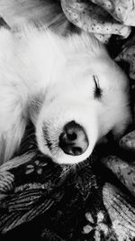 Close-up of dog sleeping