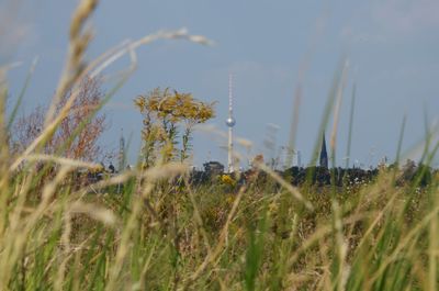 Plants growing on field