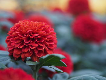 Close-up of red flowering plant