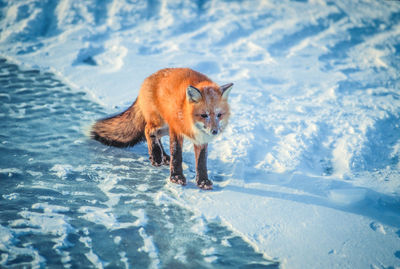 High angle view of fox standing on snow field