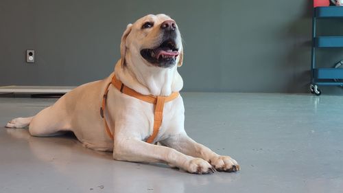 Dog sitting on floor at home