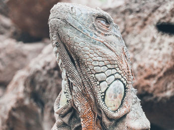 Close-up of lizard on rock