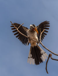 Southern yellow-billed hornbill, tockus leucomelas, on a branch, namibia